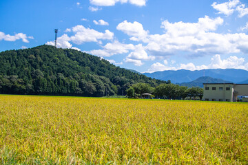 滋賀県米原市の田んぼに実る稲穂