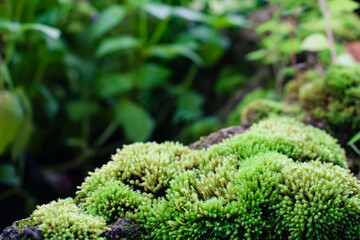 Close up green moss grown up cover the rough stones and on the floor in tropical rain forest 