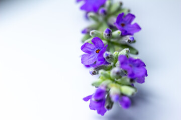 Macro abstract view of tiny lavender blossoms and buds on white background with copy space