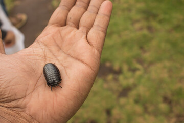 small black isopod pill bug on palm of hand. 