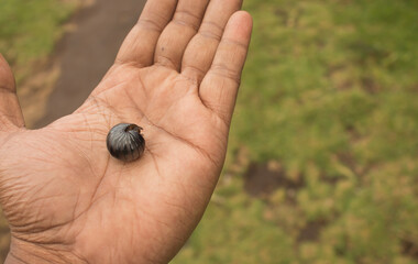 small black isopod pill bug on palm of hand. 