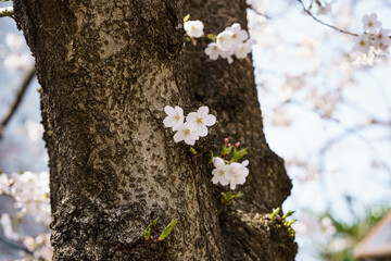 Close up photo of Sakura flower or Japanese Cherry Blossom on tree branches. spring flowers.
