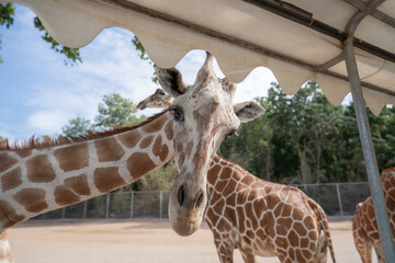 Giraffe say hello! outside bus window in safari zoo.