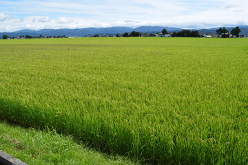 膨らみ始めた稲穂