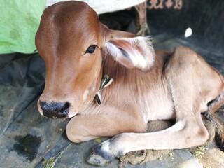 A baby calf