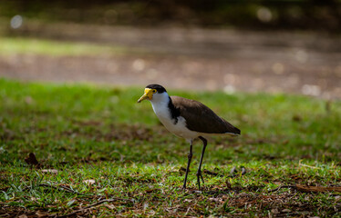Australian Masked Lapwing -plover-walking on the Ground