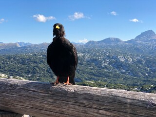 Black Bird  in the mountains