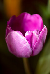 Fresh flower bright colors representative of love, friendship and Mother's Day, very special tulip gift in Guatemala.