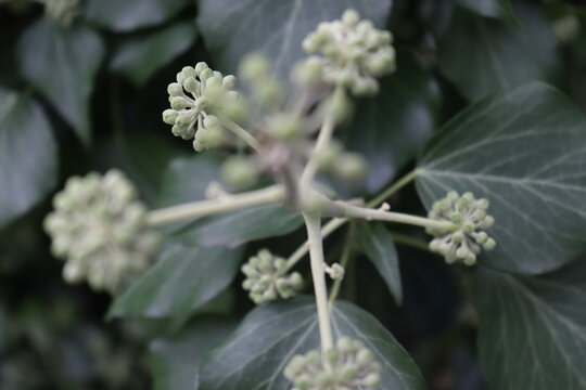 Green plant close up background