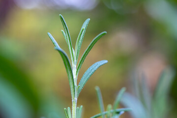 Fototapeta na wymiar Macro abstract texture view of the top needle-like leaves on a fresh rosemary herb plant in a sunny herb garden