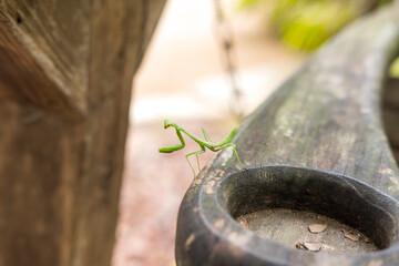 Praying Mantis on Arm Rest