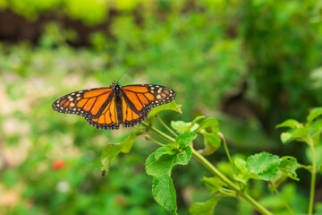 Fototapeta na wymiar Orange Butterfly on Plant