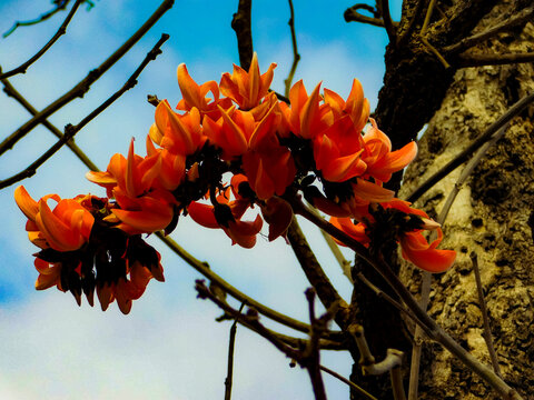 Flame of Fire flower  