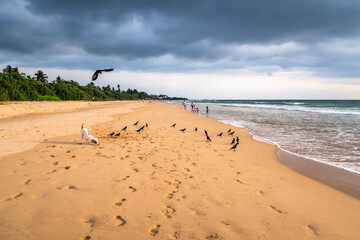 Beach on the island of Sri Lanka with a playing dog, a flock of crows and storm clouds