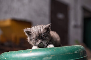 A small gray sick homeless kitten sits on an inverted plastic barrel.