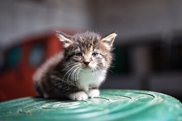 A small gray sick homeless kitten sits on an inverted plastic barrel. © shymar27