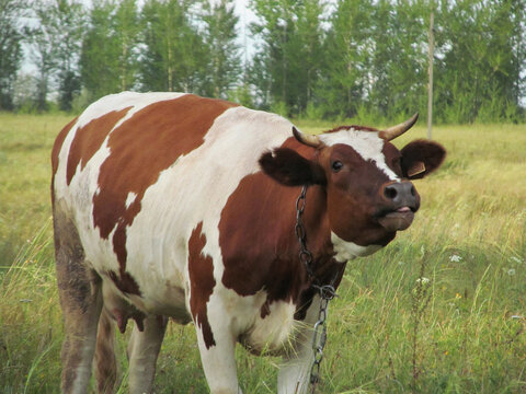 Cow in the field against the background of the forest Moo to the camera 
