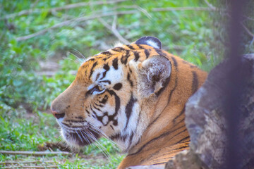 Obraz premium portrait of a tiger