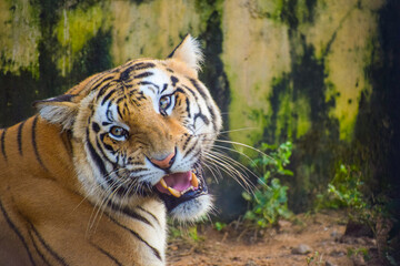 Obraz premium The furious Tiger in a fight with his mate