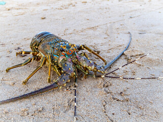 Painted Crayfish (or Rock Lobster, lat. Panulirus versicolor) crustacean with long antennas on the shore of the Indian ocean on the island of Sri Lanka
