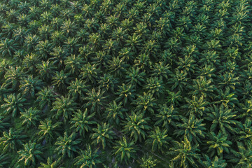 Aerial view green tropical palm oil plantation field