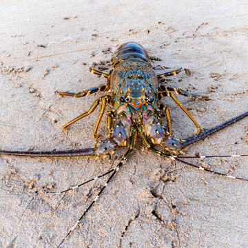 Painted Crayfish (or Rock Lobster, lat. Panulirus versicolor) crustacean with long antennas on the shore of the Indian ocean on the island of Sri Lanka