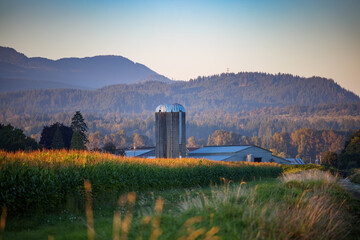 Farm silos and corn field shine in evening sun © eacmich