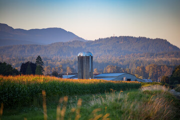 Farm silos and corn field shine in evening sun