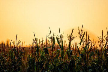 Fototapeta premium Orange smoke fills the sky above corn field