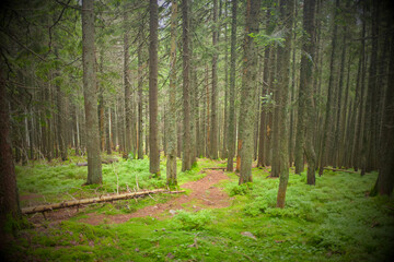 Hiking trail in green summer forest 