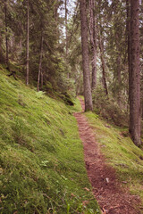 Hiking trail in green summer forest 