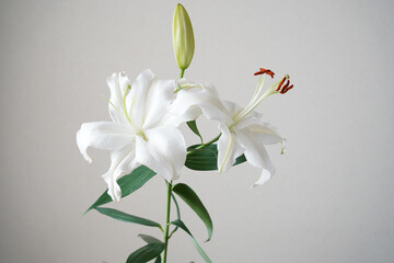 white lily in glass vase