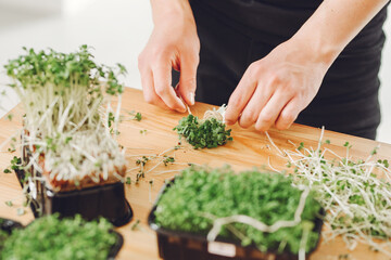 Microgreen corundum coriander sprouts in male hands. Raw sprouts, microgreens, healthy eating concept.
