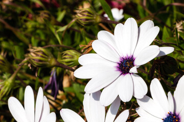 Cape daisy, white petal flower flowered in group outdoors.  