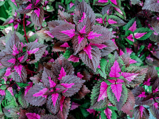 Purple and green leaves of the coleus plant.(Plectranthus scutellarioides)