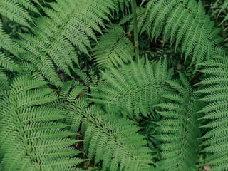 Beautiful ferns leaves in green background.