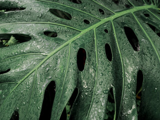 Fototapeta na wymiar Close up Philodendron Xanadu leaves plant in a garden.green color background.