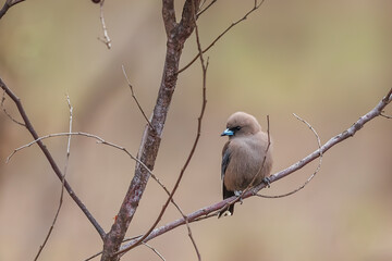 Dusky Woodswallow (Artamus cyanopterus) perched on a tree branch. A smoky deep brown to grey bird with blue bill and dark brown eye