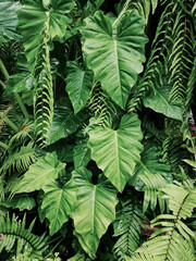 Close up Philodendron leaves plant in a garden.green color background.