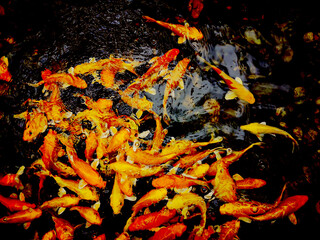 Colorful Koi fish or Fancy carp fish in pond.
