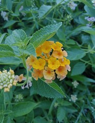 Obraz premium bee on a flower