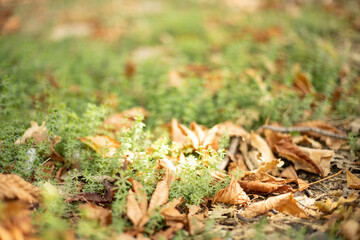 Blurred forest background. Colorful autumn leaves and grass.