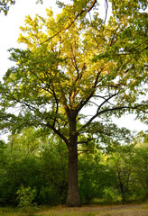 oak in a clearing in the light of sunset