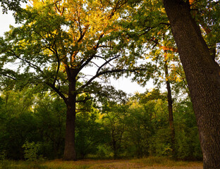 oak in a clearing in the light of sunset