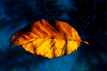 yellow leaf on black