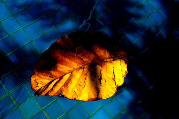 Leaf on blue background
