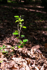 arrangement of colorful flowers in the forest on the plain