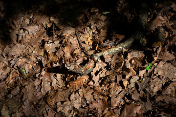 arrangement of colorful flowers in the forest on the plain
