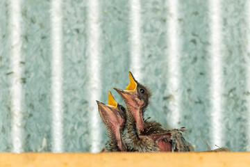 Grey Shrikethrush chicks in a nest begging for food. Scientific name is Colluricincla harmonica.