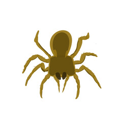 Tarantula spider